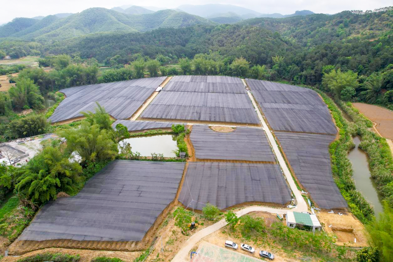 基层“良”策丨罗定市金鸡镇特色产业魔芋撑起“致富伞”