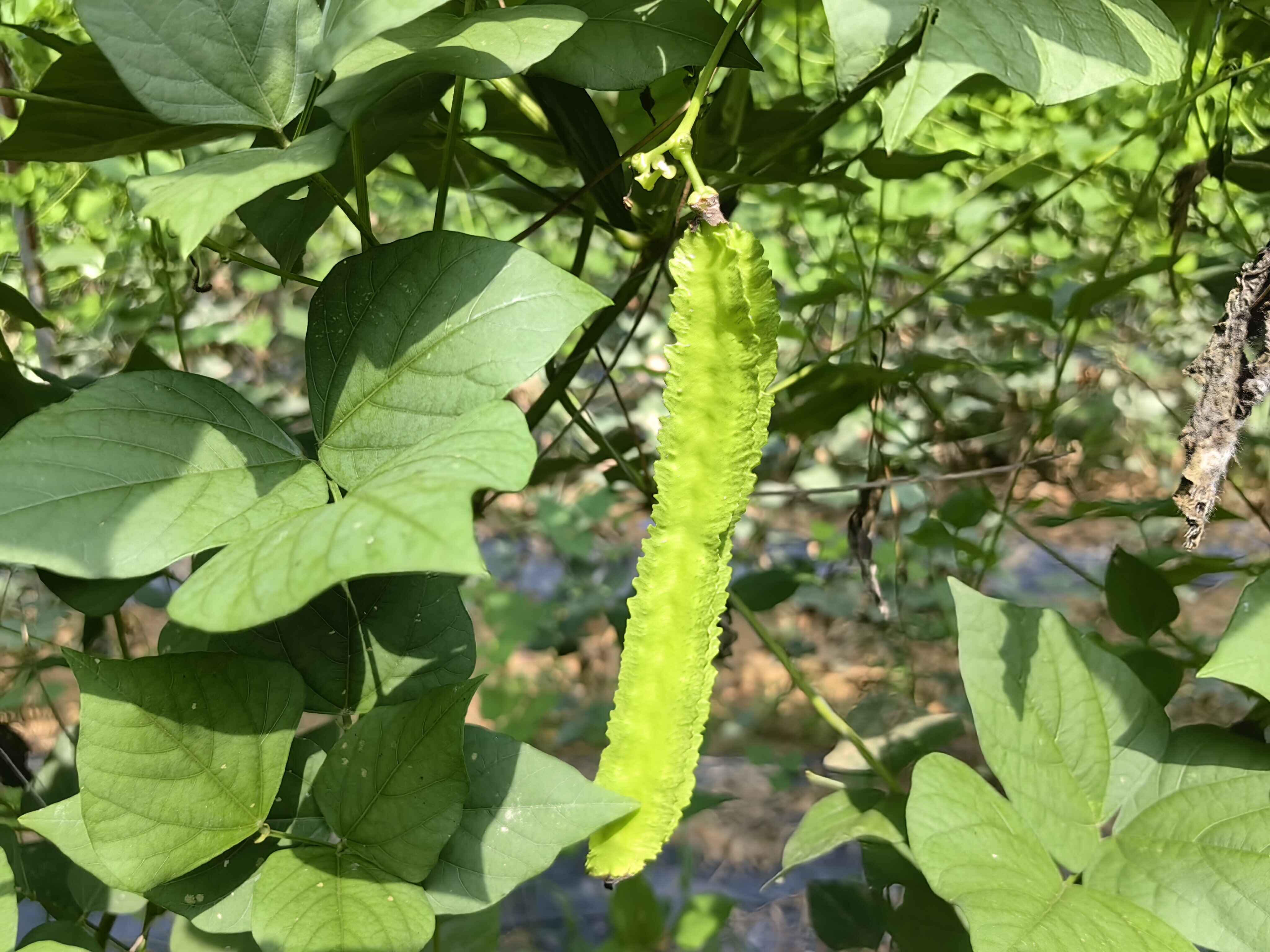 “豆”致富！云城区南盛镇横岗村四棱豆种出致富新希望