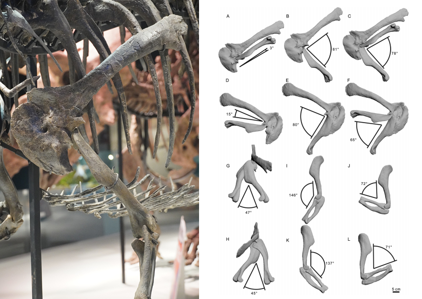 脆弱异特龙真标化石的前肢图像及前肢运动范围研究。
