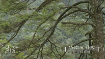 在南岭美景中,邂逅白垩纪“活化石”|探秘南岭 在南岭美景中,邂逅白垩纪“活化石”|探秘南岭