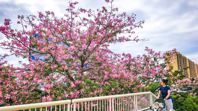 Silk floss trees blossom in Meizhou