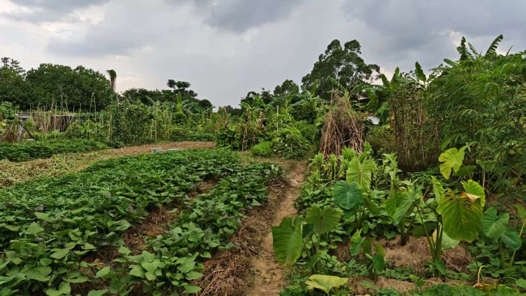 “私家菜地”成蚊媒孳生地  人大代表牵头整治见成效