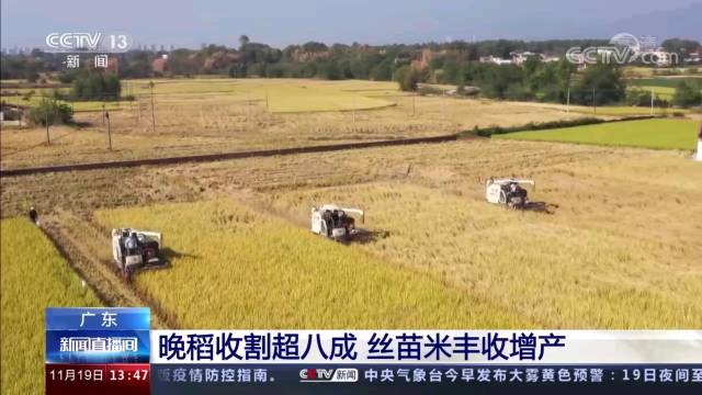 晚稻收割场景登央视 晚稻收割场景登央视