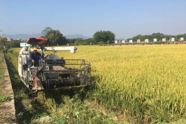 南雄产业园全力以赴抓“双抢” 南雄产业园全力以赴抓“双抢”