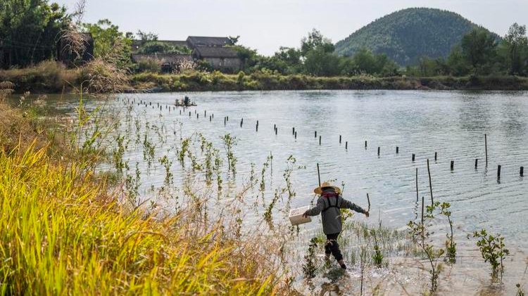 China's Taishan establishes a demonstration zone on mangrove conservation