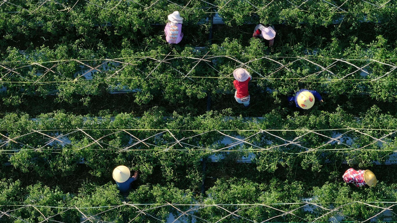 Guangdong's Gaozhou sees bumper harvest of winter vegetables