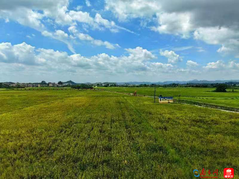 鳌头镇万亩良田示范基地