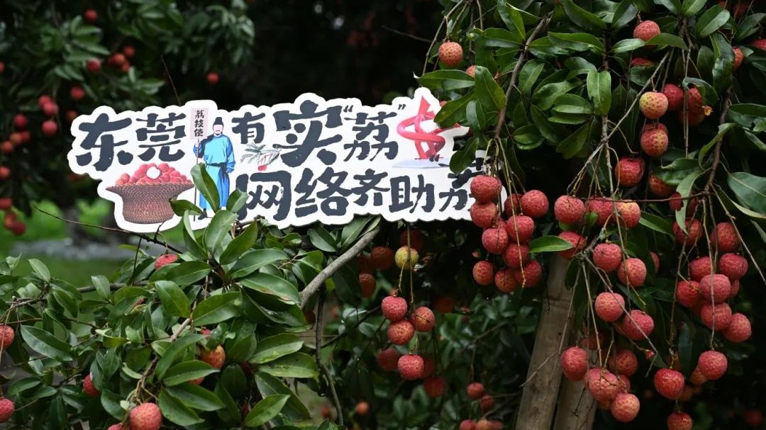 东莞荔枝，一起上链接！