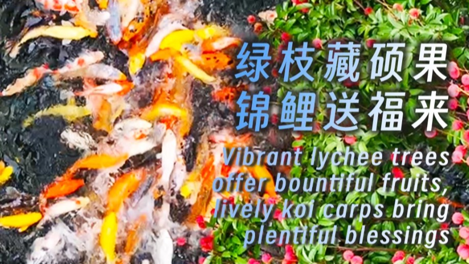 Vibrant lychee trees offer bountiful fruits, lively koi carps bring plentiful blessings