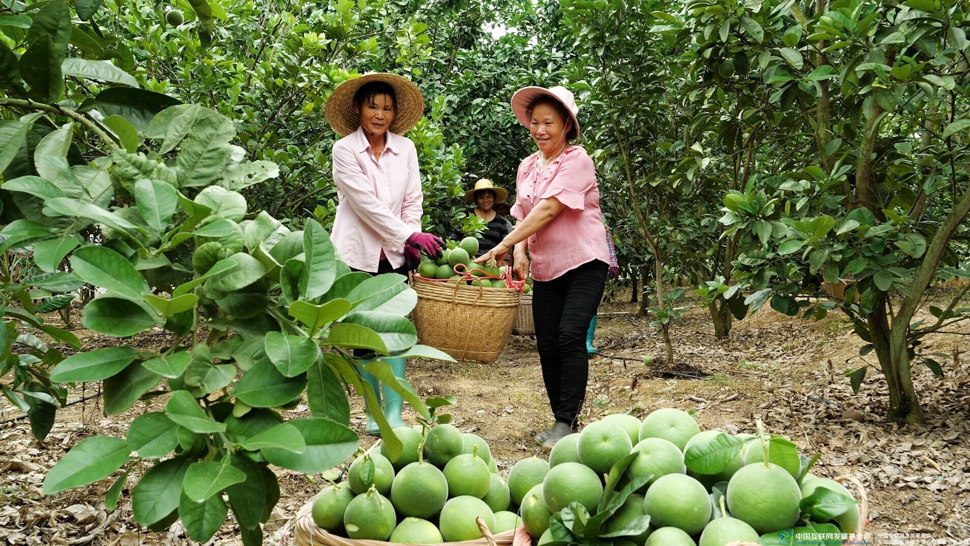 "Huajuhong Babies" mascots energize Guangdong's herb industry