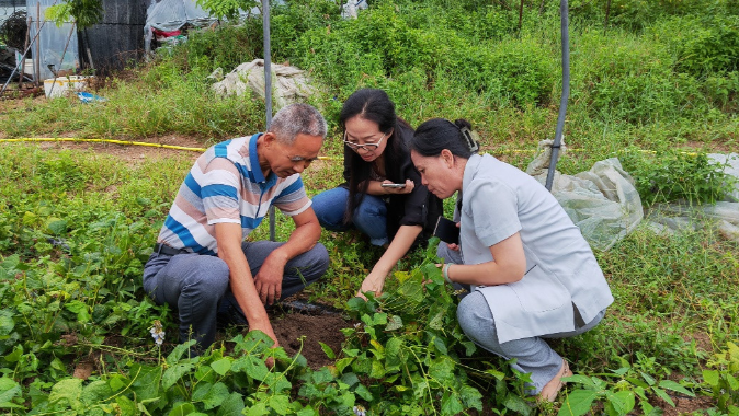 科技特派员组团到捷胜 助当地沙葛产业增收增效