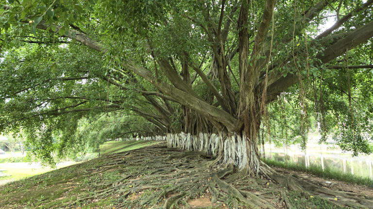 Guangzhou establishes international Ficus research center