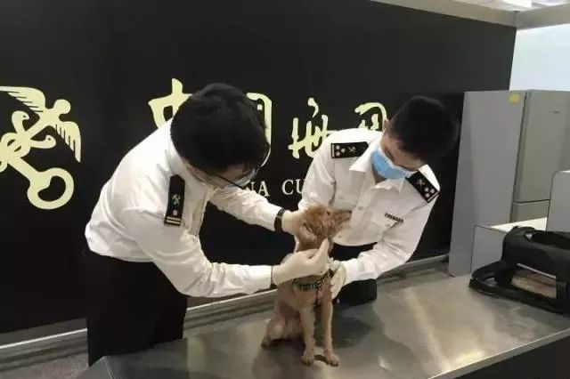 Starting May 1st, it's easier to bring pets to China!