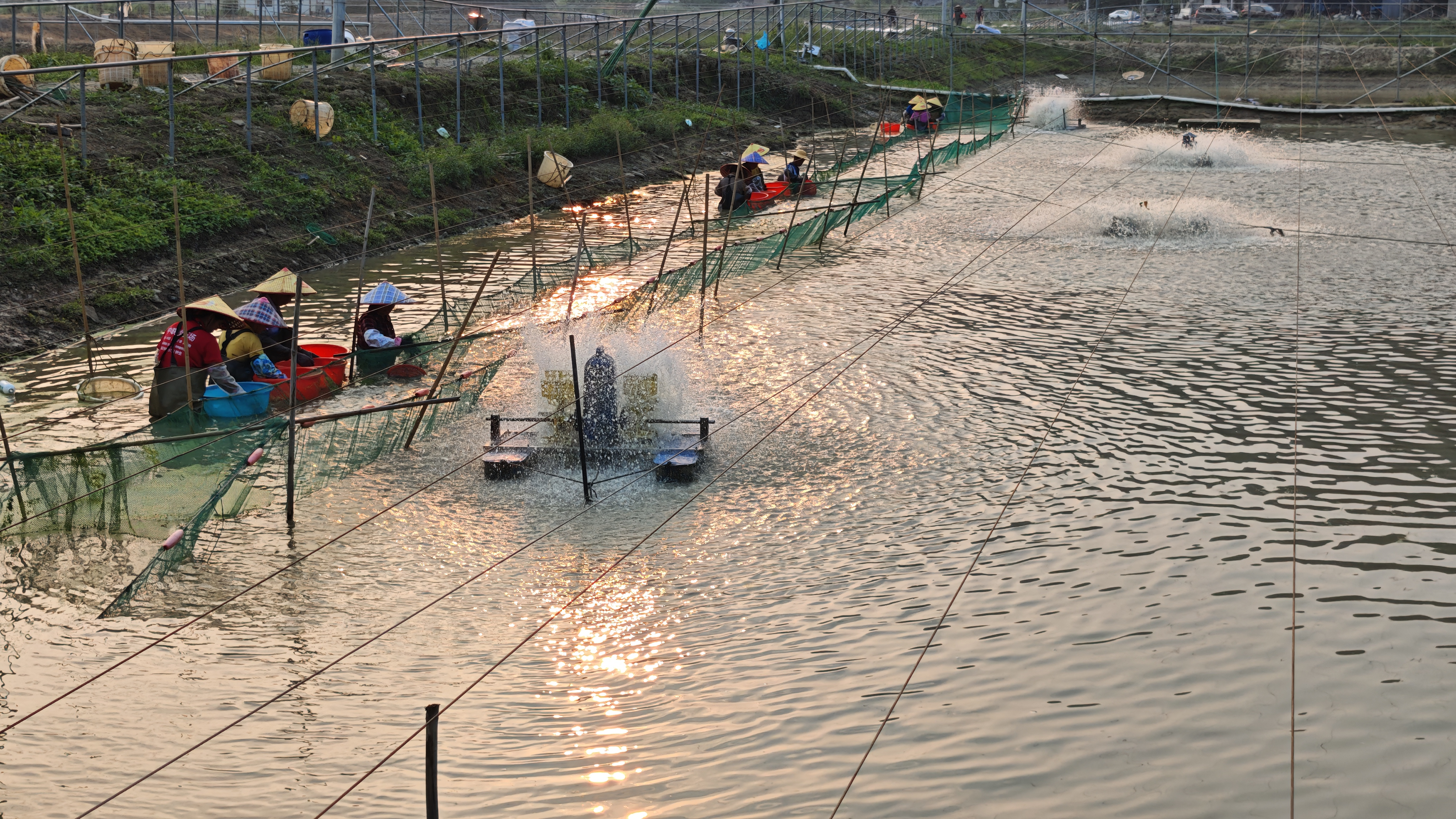 尝“鲜”正当时！云安六都罗氏虾上市啦