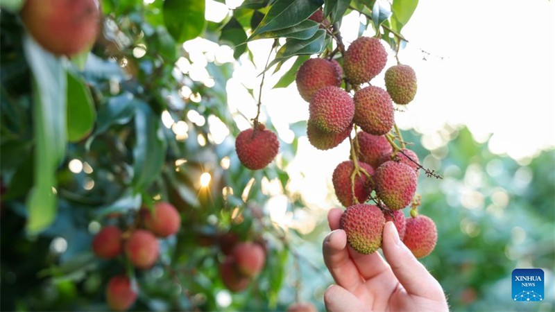 Les litchis de Chine séduisent Dubaï
