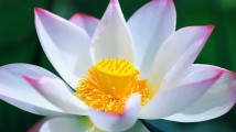 “荷”必去远方?荷花仙境,承包整个夏天的浪漫 “荷”必去远方?荷花仙境,承包整个夏天的浪漫