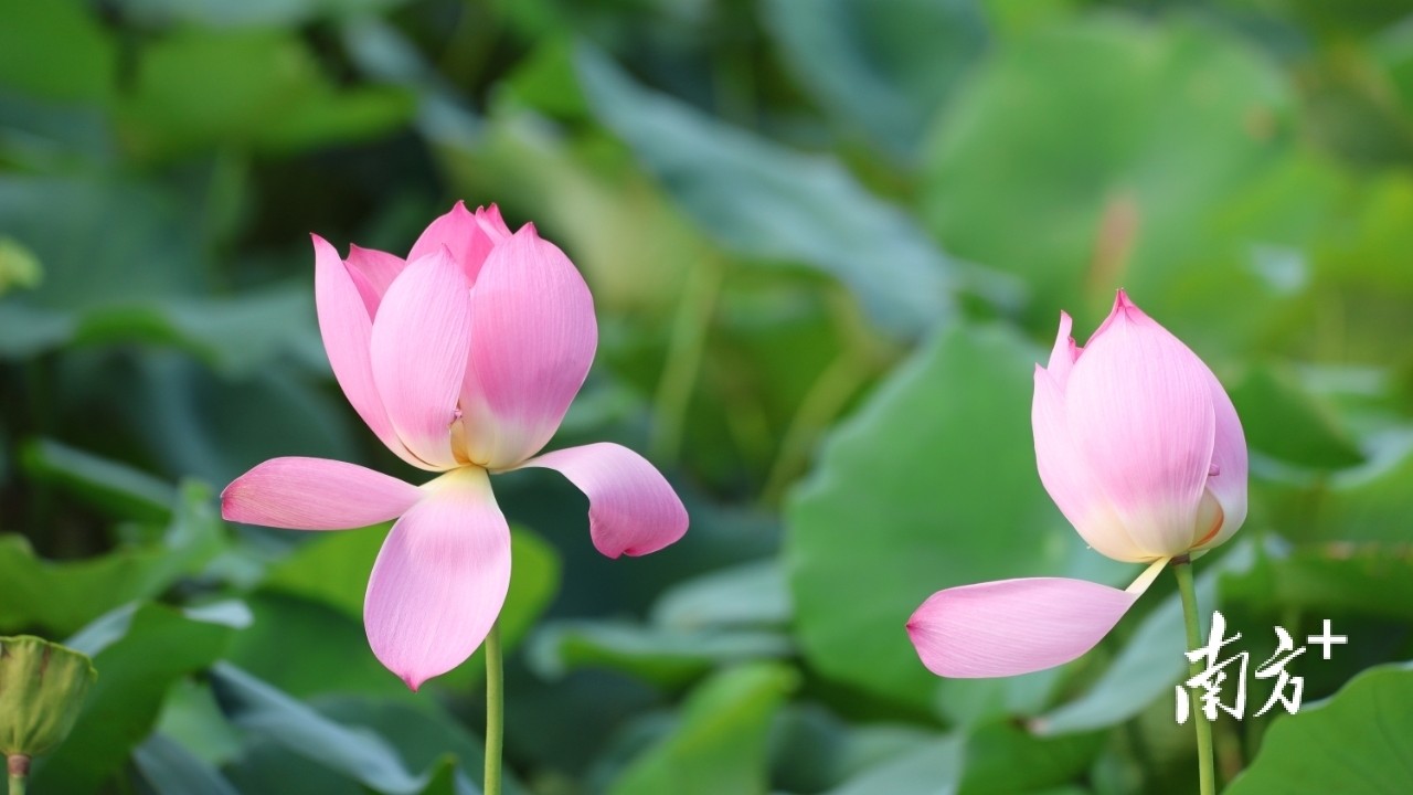In pics｜Explore Hengqin’s 45,000 square meters lotus wonderland