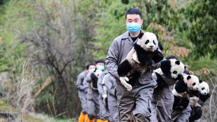 China's first "giant panda college" starts enrolling students