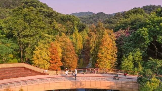 Guangzhou's bald cypresses usher in prime viewing season, painting city in warm winter hues