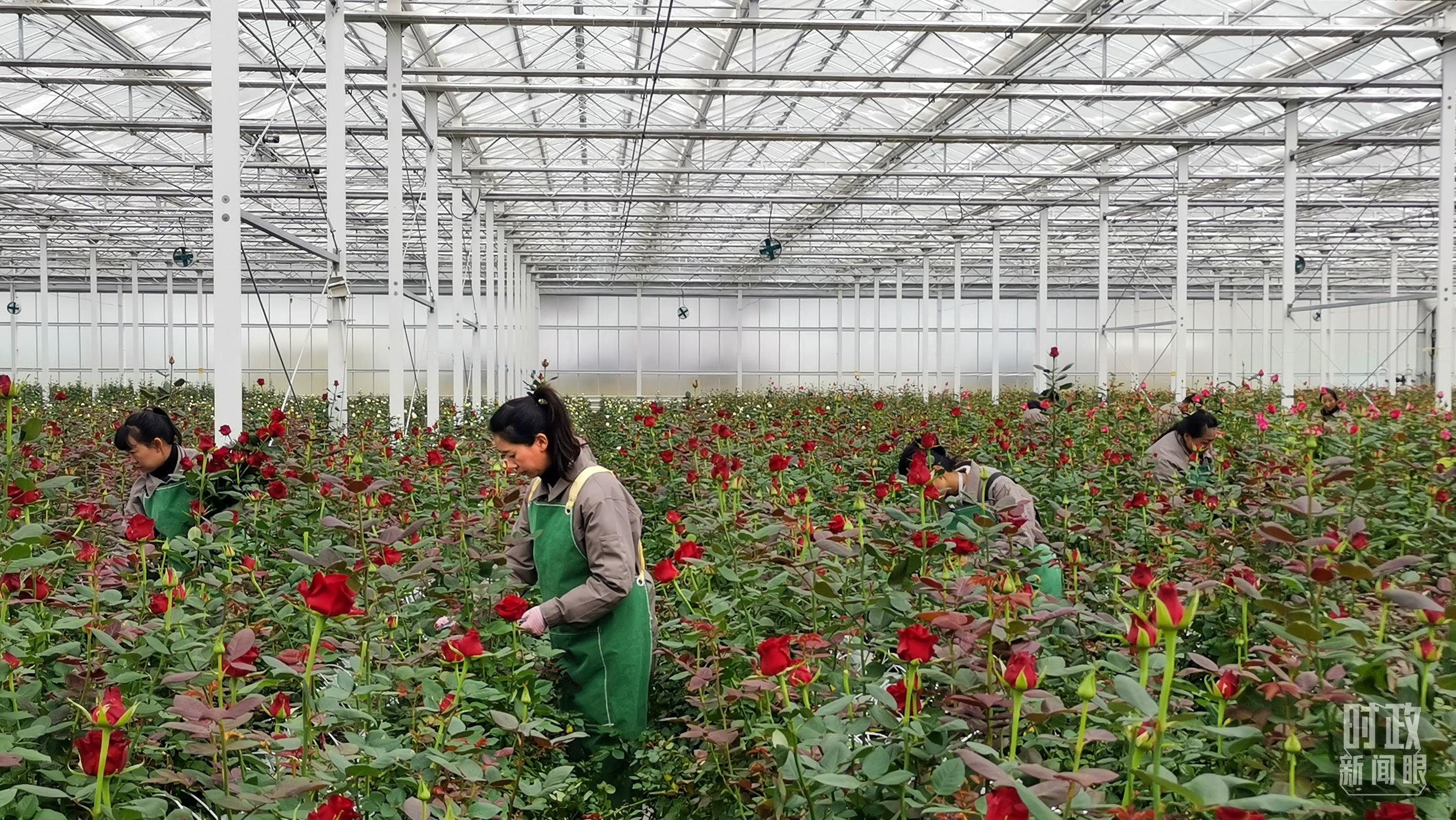 △工人们在云南丽江现代花卉产业园里的智能温室大棚里劳作。(总台央视记者范一鸣拍摄)