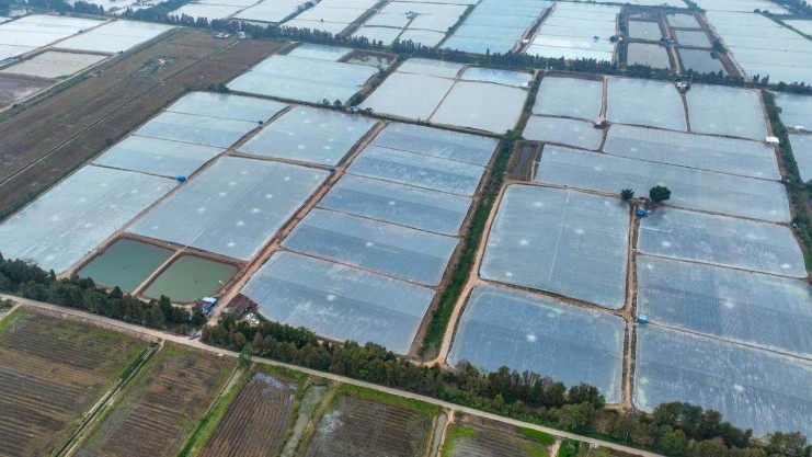 珠海纵深推进“百千万工程”，农村集体经济总收入四年增长近六成