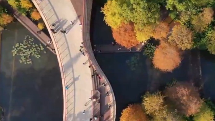 广州白云山落羽杉迎来最佳观赏期