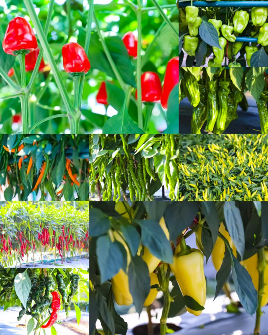 各色辣椒新品种