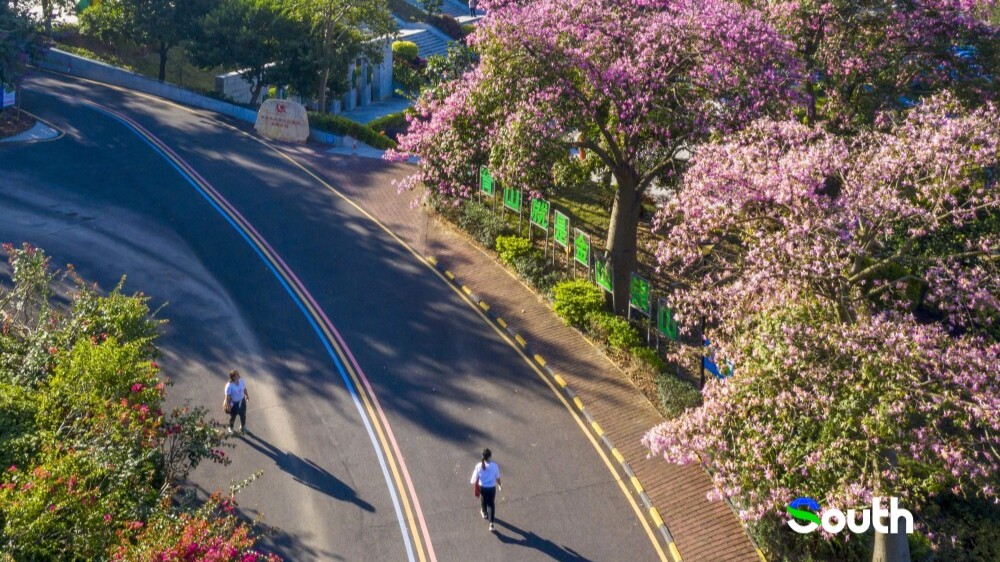 Gaozhou Bijia Mountain silk floss trees bloom in winter pink