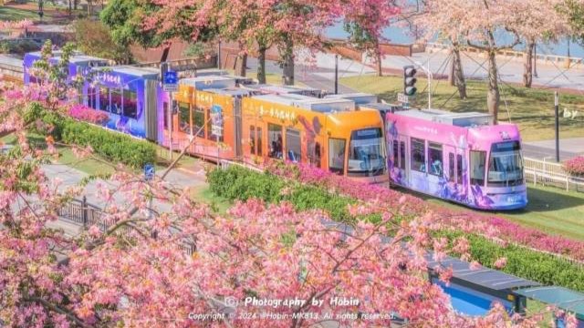 Guangdong’s winter in pink: Chasing the silk floss bloom