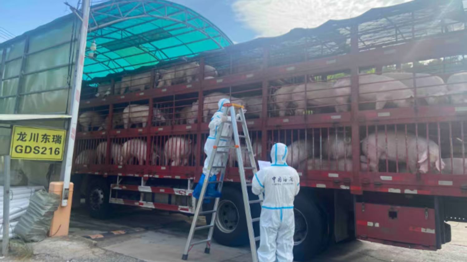 Heyuan Customs leads live pig supply to Hong Kong and Macao for 10 years