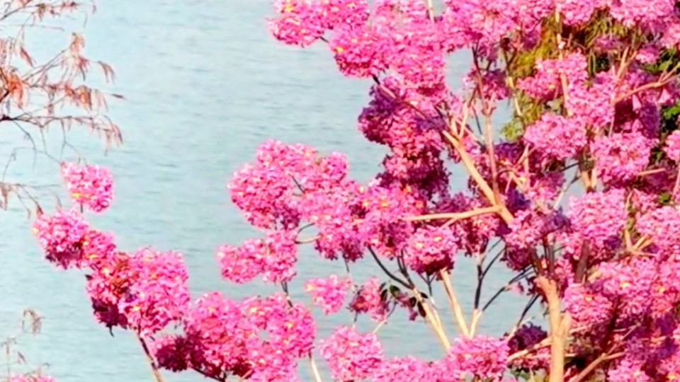 Purple Trumpet Trees' blooms sway in breeze as fragrant branches hold their grace