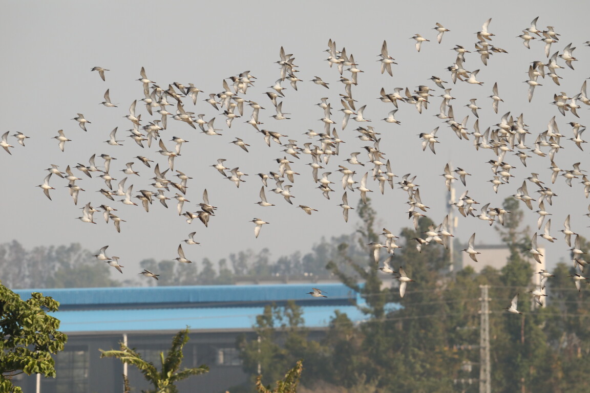鹤鹊（王姣 摄）