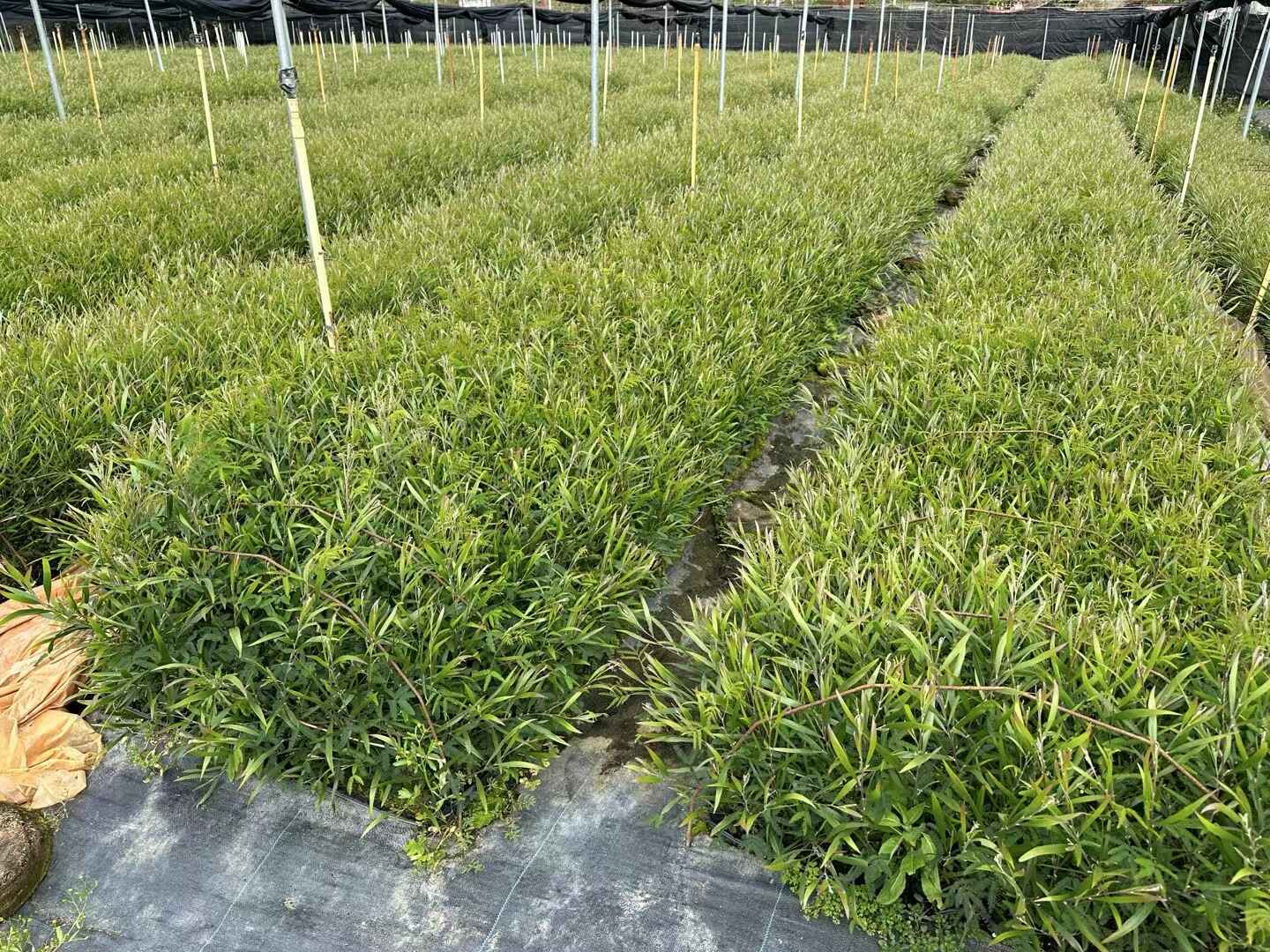 乡村绿化优质树种——黑木相思苗(通讯员供图)