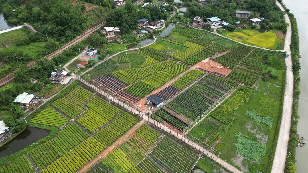 “十四五”广东种植苗木约8亿株 为绿美广东生态建设注入强劲动力