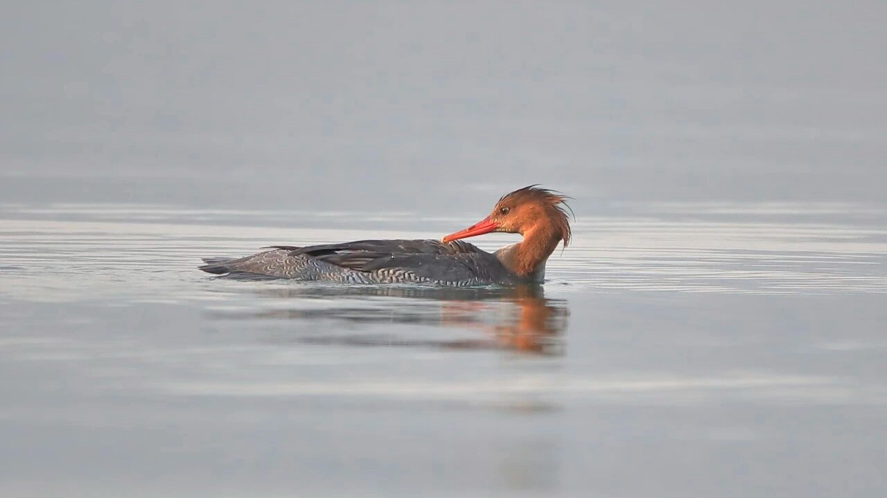 Rare Chinese Merganser spotted for first time in Zhanjiang