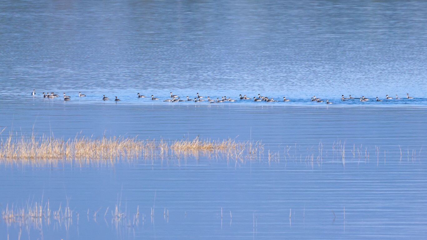 黑颈䴙䴘（王阳鸣 摄）