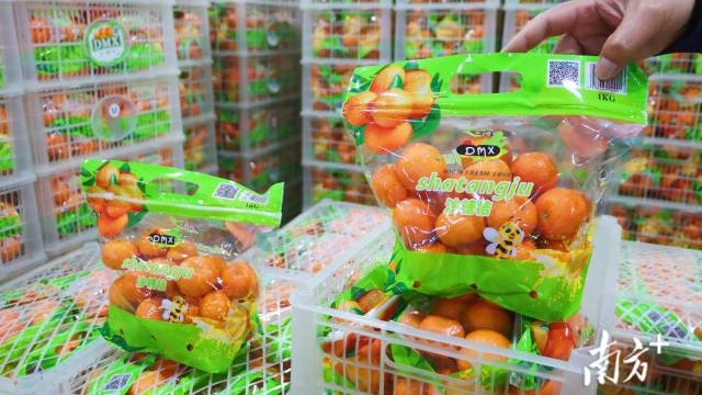 Yunan Shatangju tangerines make first direct export to Singapore