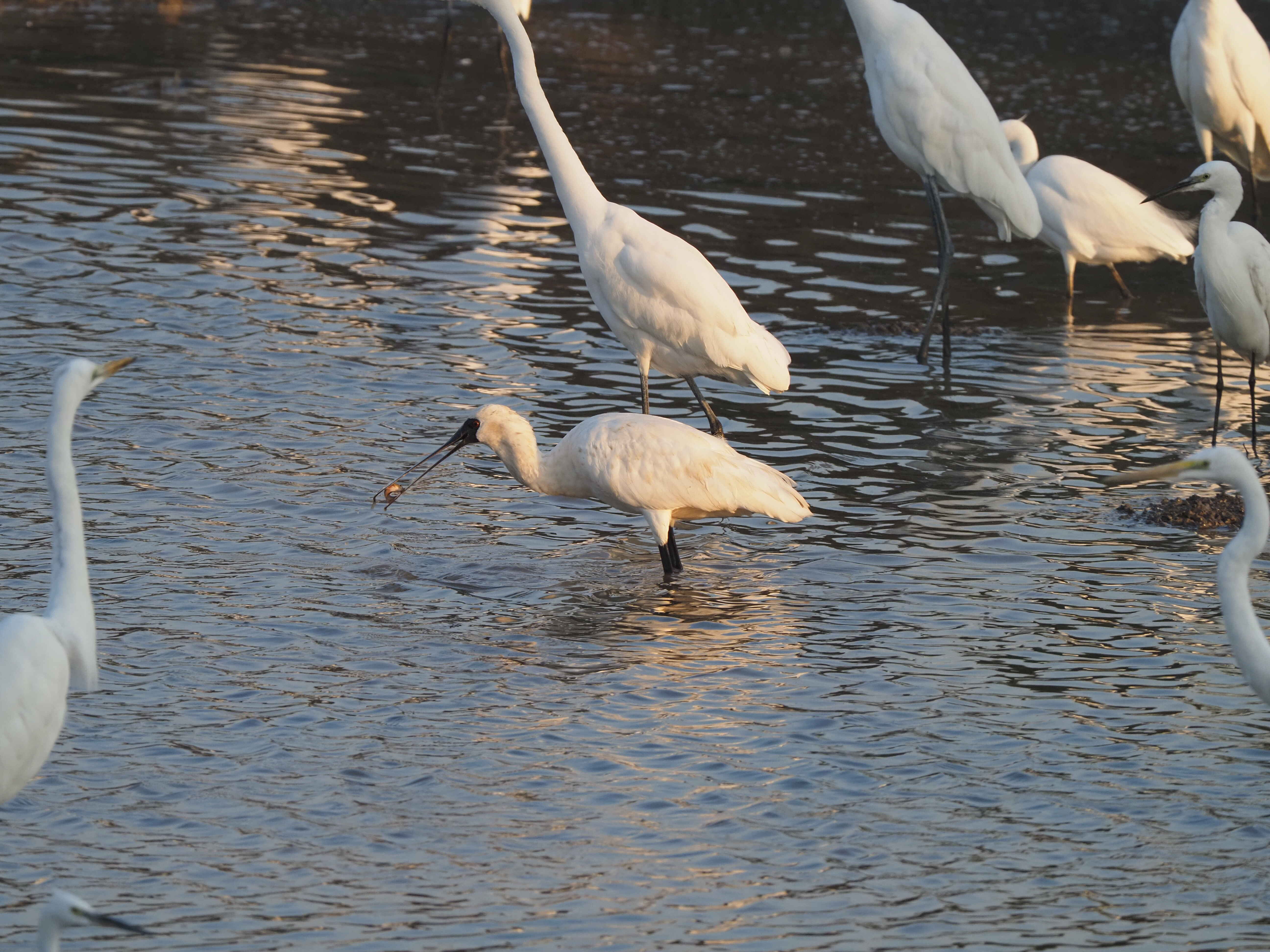 黑脸琵鹭（周智鑫 摄）