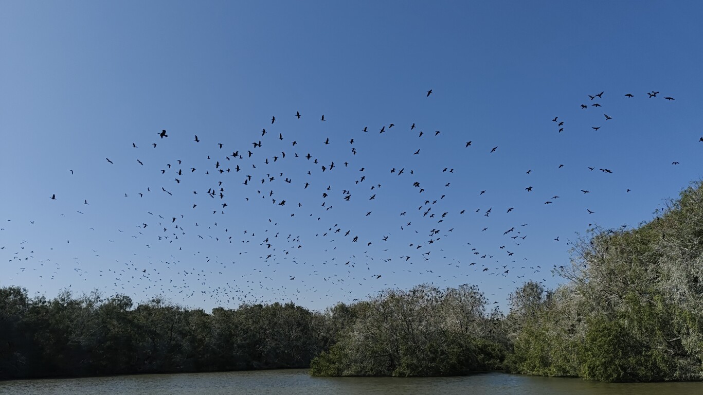 普通鸬鹚（袁倩敏 摄）