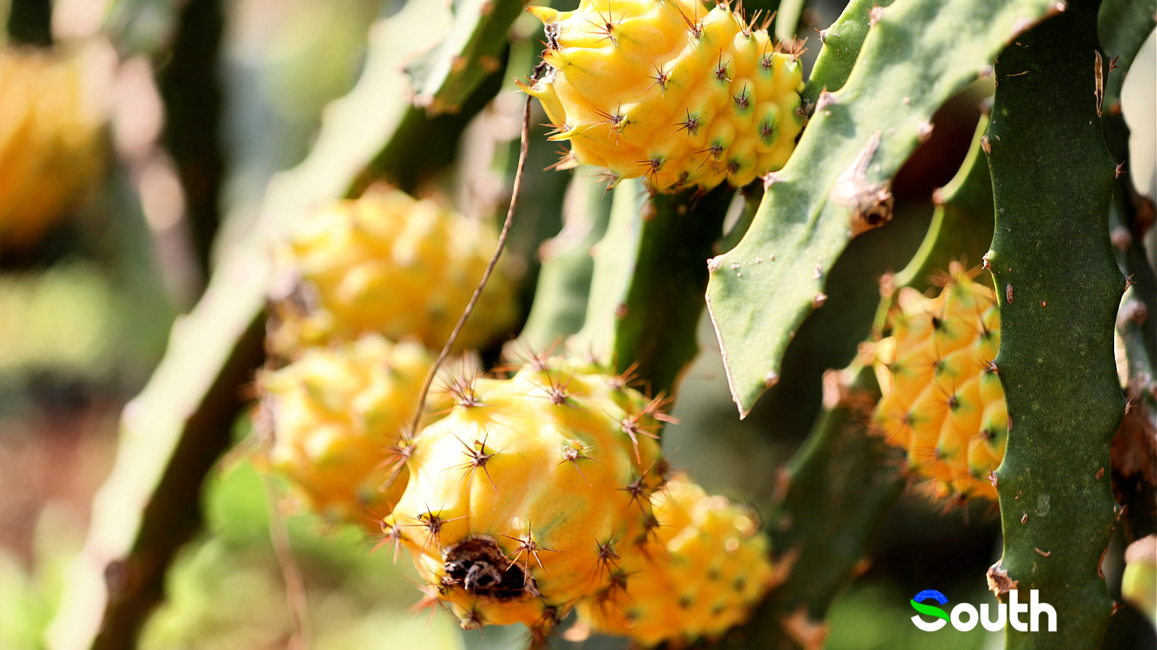Hylocereus megalanthus ripens in Zhanjiang
