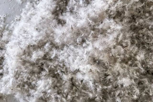 ▲经过机器提纯制成的原料绒，绒朵含量高，变得蓬松。滕焕杰收来的鸭毛出绒率在12%到19%之间，100斤鸭毛可以制成12至19斤原料绒 图/受访者提供