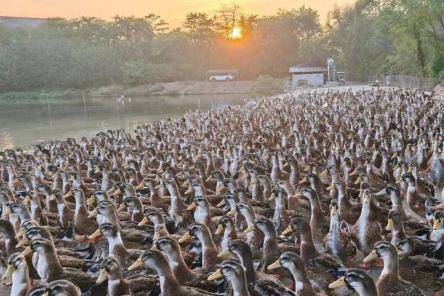 　　▲高英的养殖场每个月大约进三批鸭苗养殖，鸭子总数维持在两万只左右。图为2025年冬天养殖的一批鸭子 图/受访者提供
