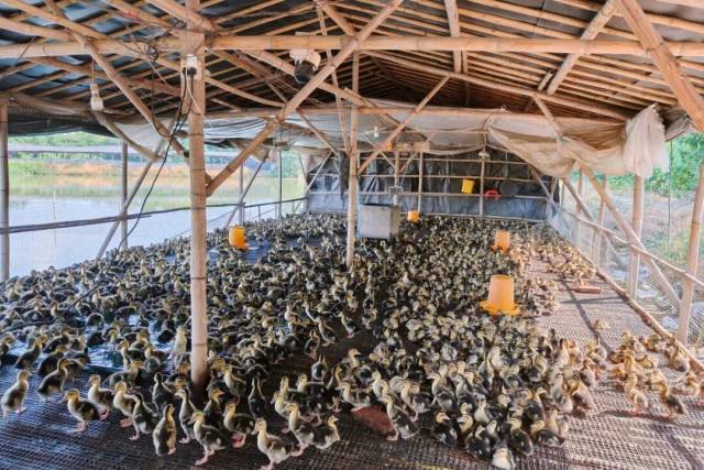 ▲高英养殖的雏鸭，黄色筒状物装着饲料 图/受访者提供