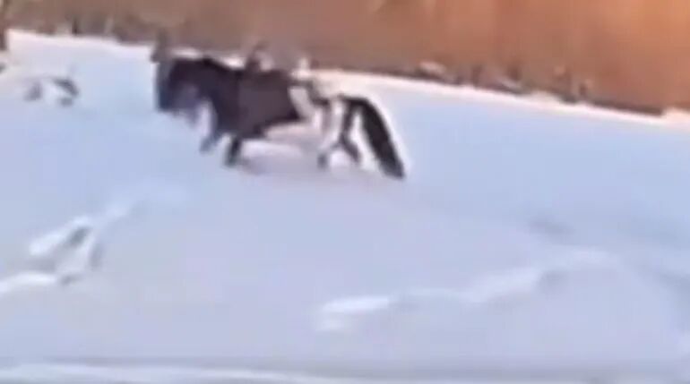 imagefile 相关视频截图。