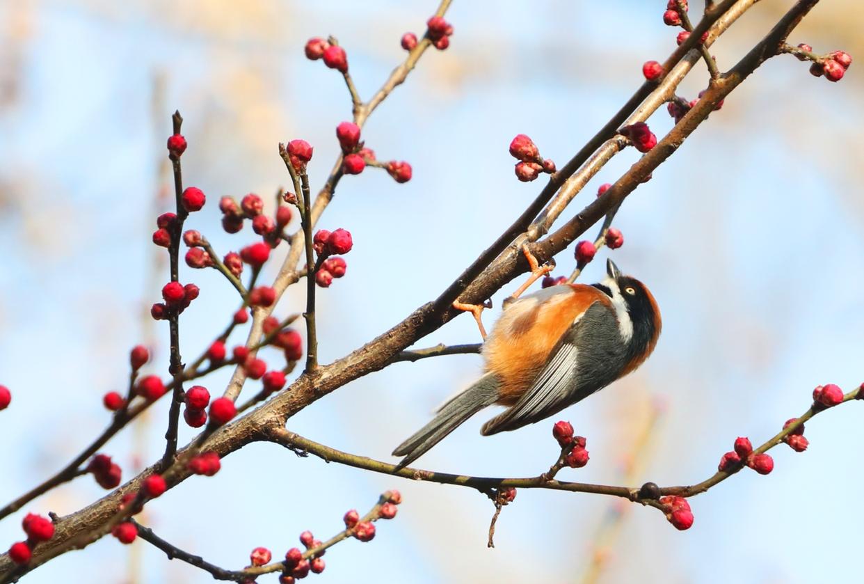 2026年1月13日,小寒时节的江苏苏州阳光明媚,天气回暖。(王建中/人民图片)