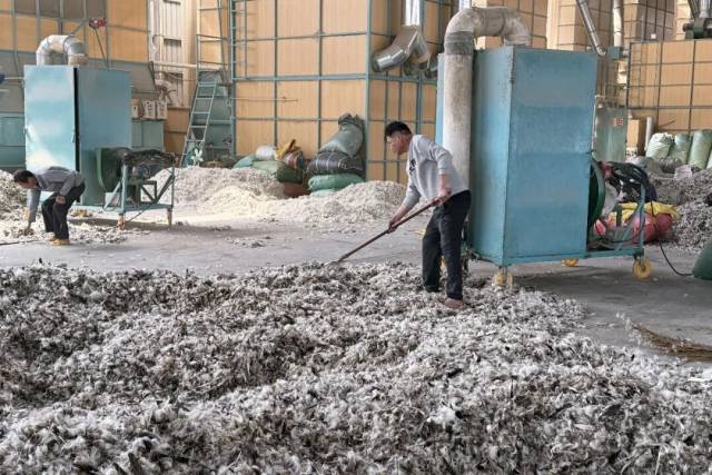 ▲在滕焕杰的工厂里，工人们将分拣好的鸭毛挑到机器处打包，下一步是放入分绒机加工 图/受访者提供