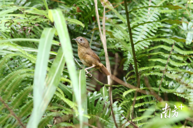在广东云开山国家级自然保护区首次发现的白腹幽鹛。乐伟强、李友余摄