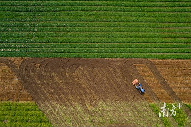 2024年，英德完成粮食播种面积58.87万亩，粮食产量20.03万吨，实现了粮食播种面积、总产和单产“三增”。胡斯杰摄