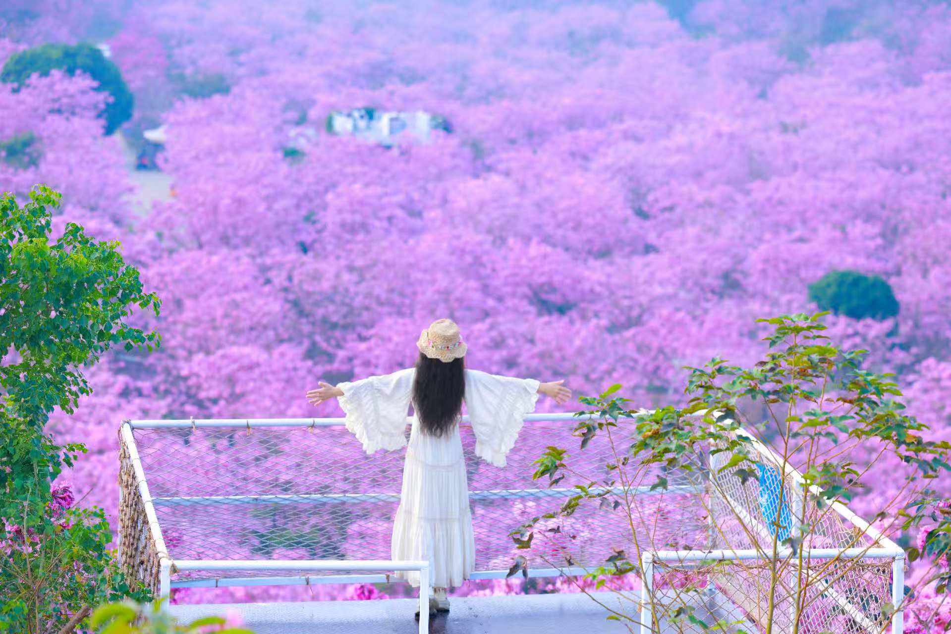 游客打卡紫花风铃木林(通讯员供图)