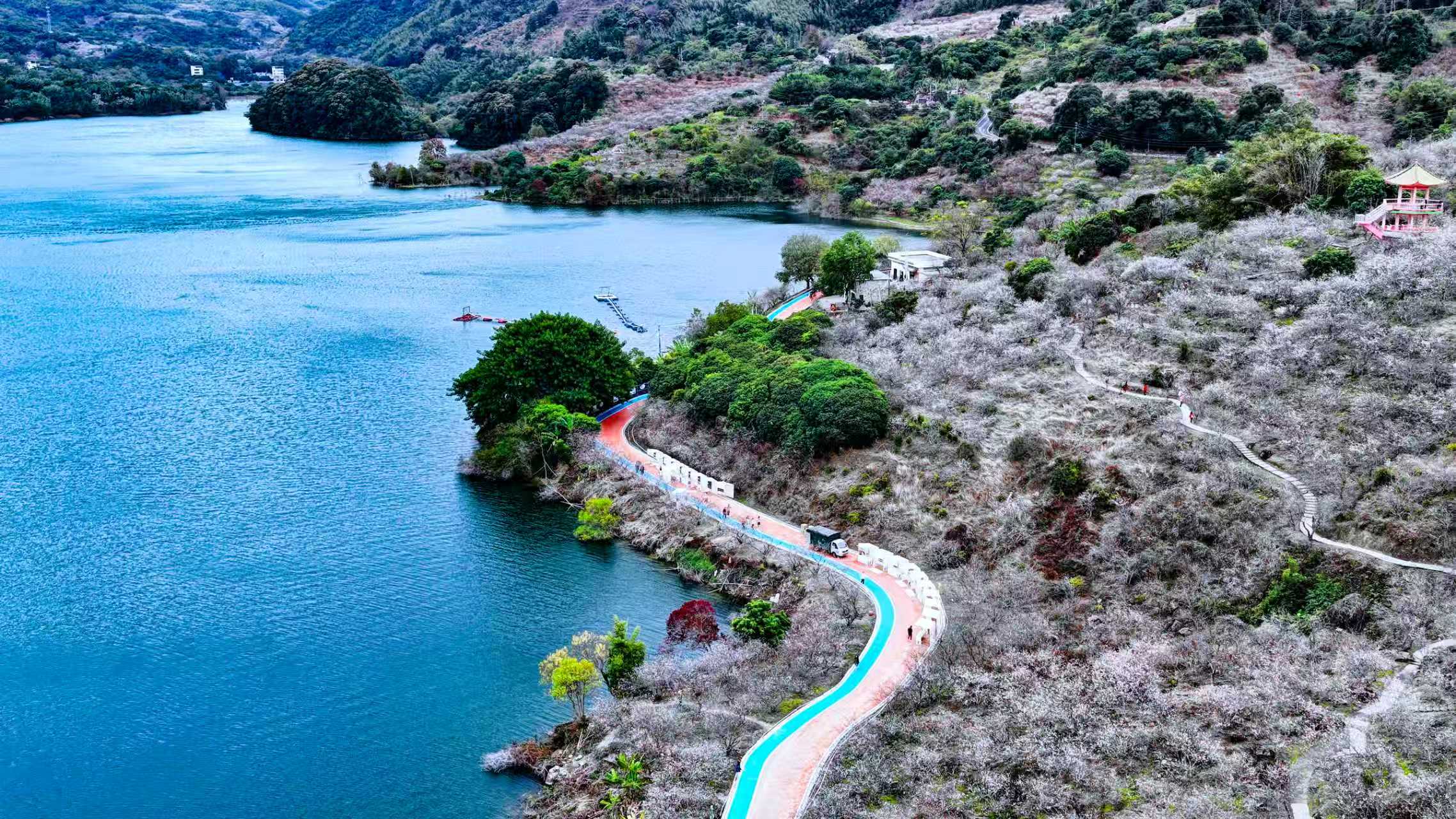 广州市流溪河国家森林公园梅花盛开(通讯员供图)